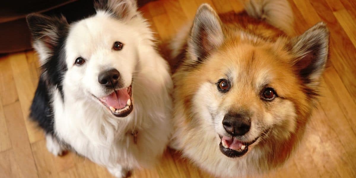 Pet dogs