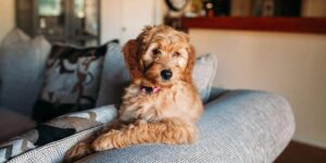 Pets in rental property